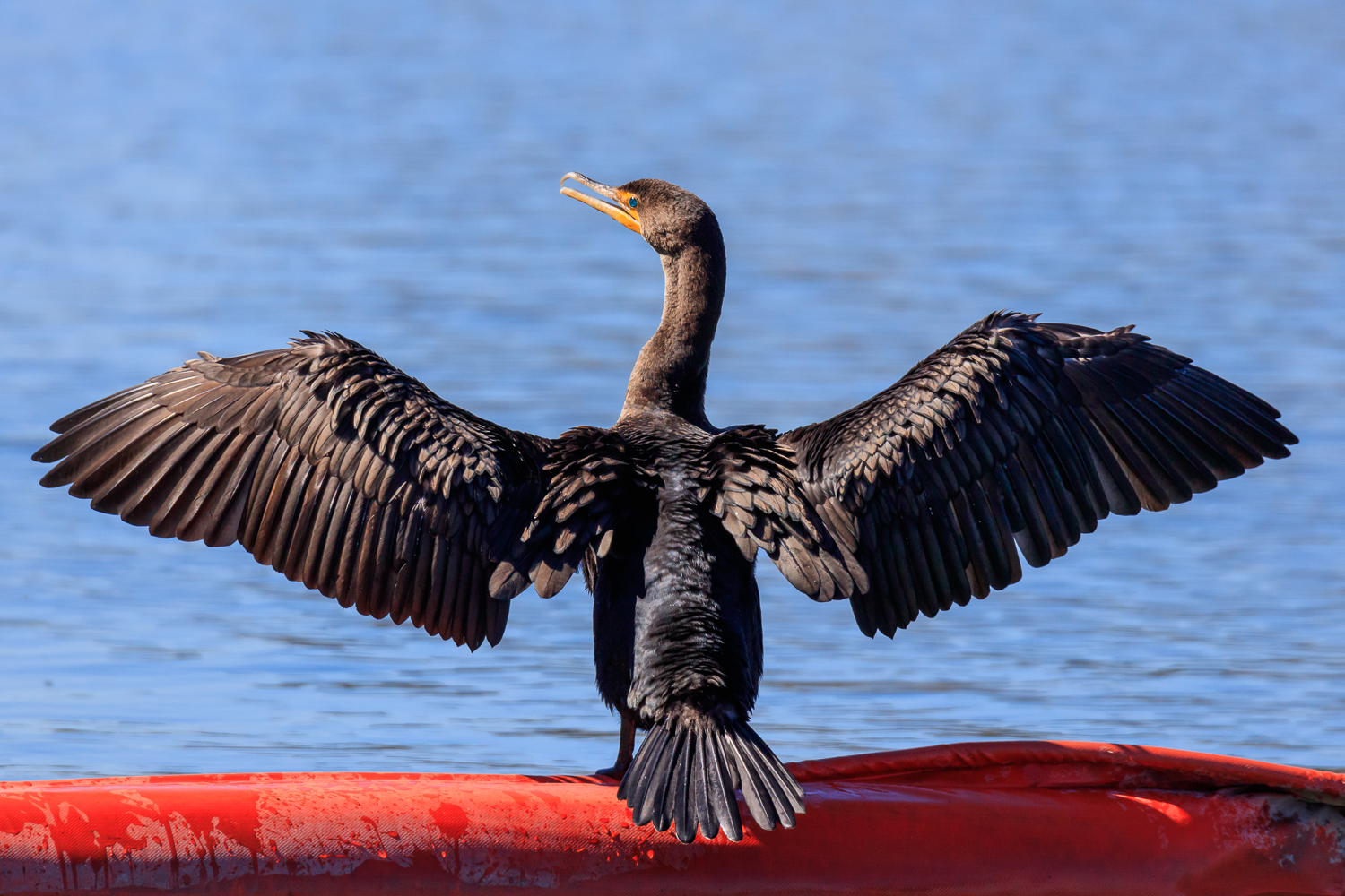Double-crested Cormorant - Town Lake