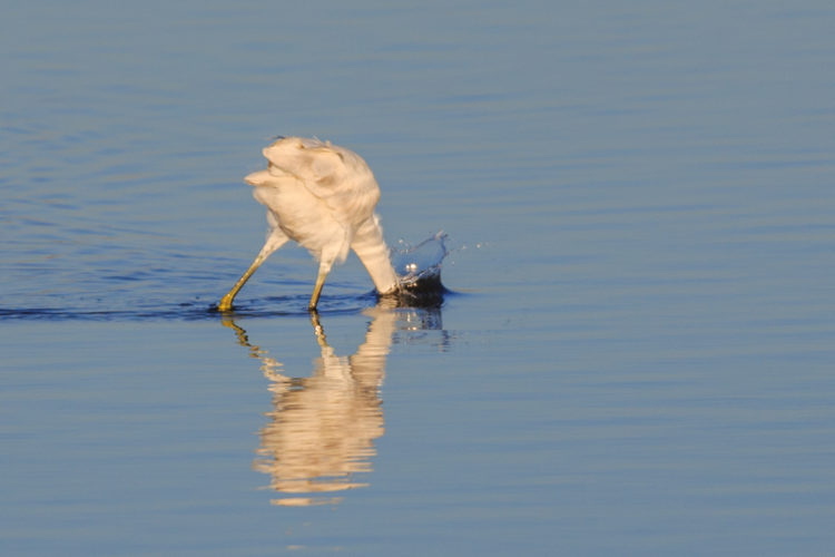 Great Egret - Aransas Wildlife Preserve