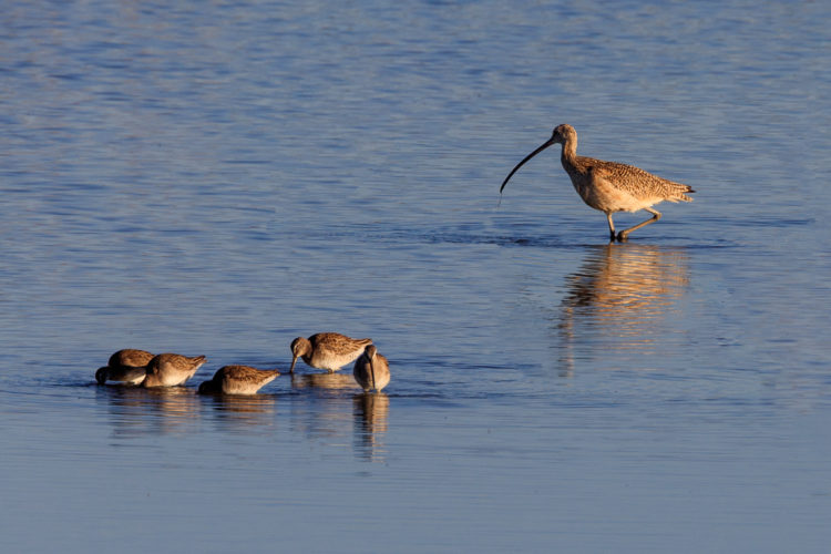 Long-billed Curlew - ANWR