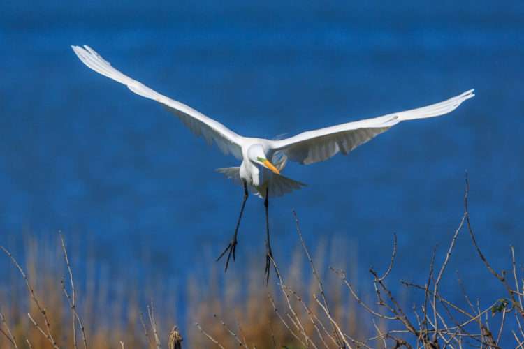 Great Egret - Aransas Wildlife Preserve