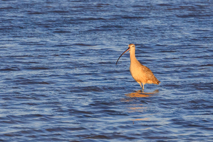 Long-billed Curlew - ANWR
