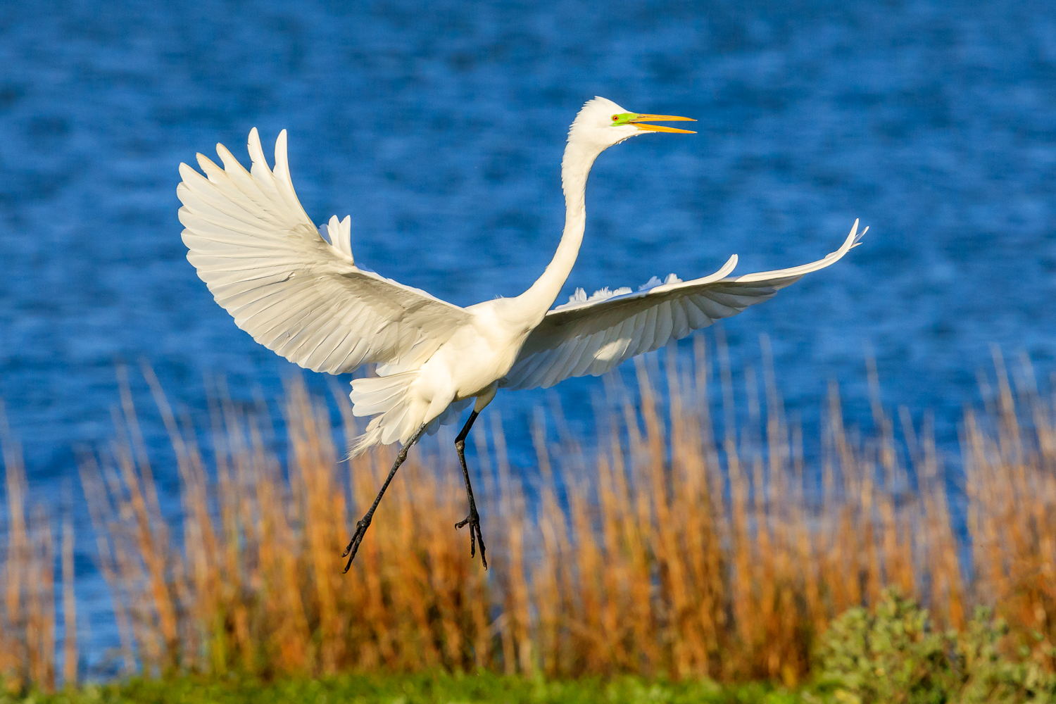 Great Egret - ANWR