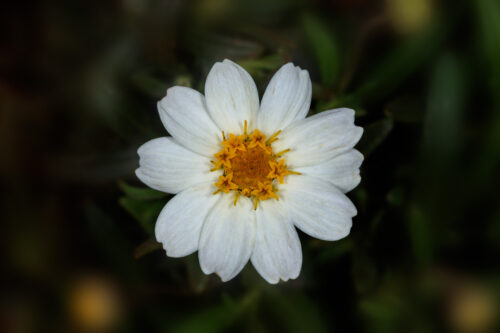 Blackfoot Daisy, Flowers, LBJ Wildflower Center, Melampodium Leucanthum
