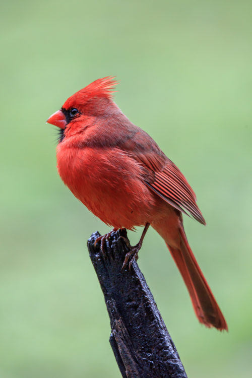 Northern Cardinal - Male
