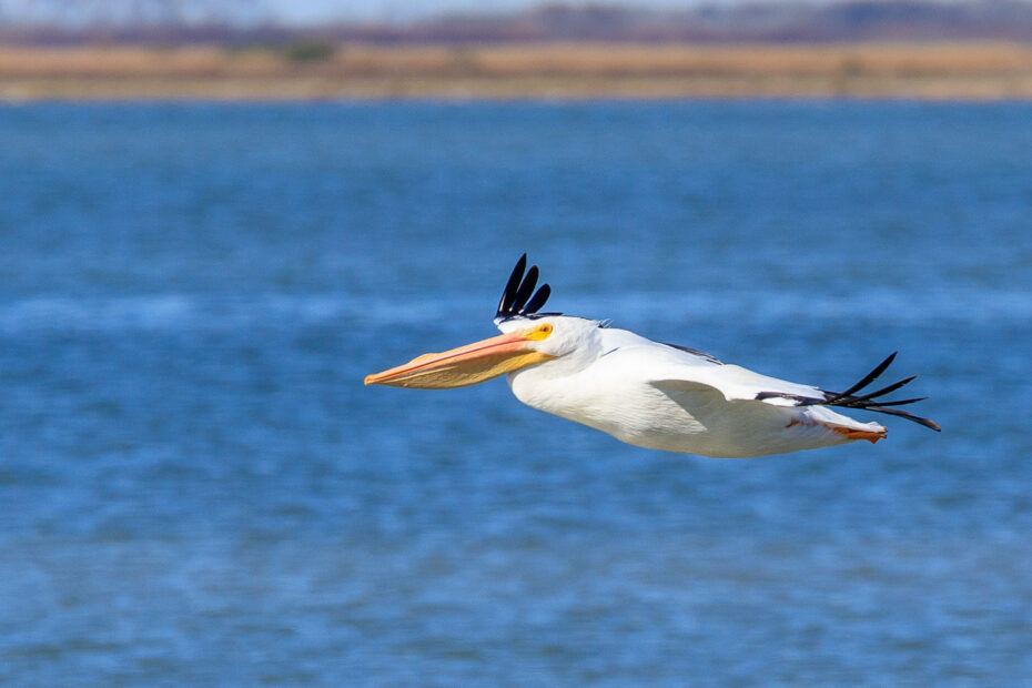American White Pelican, Aransas National Wildlife Refuge, Birding, Pelecanus erythrorhynchos