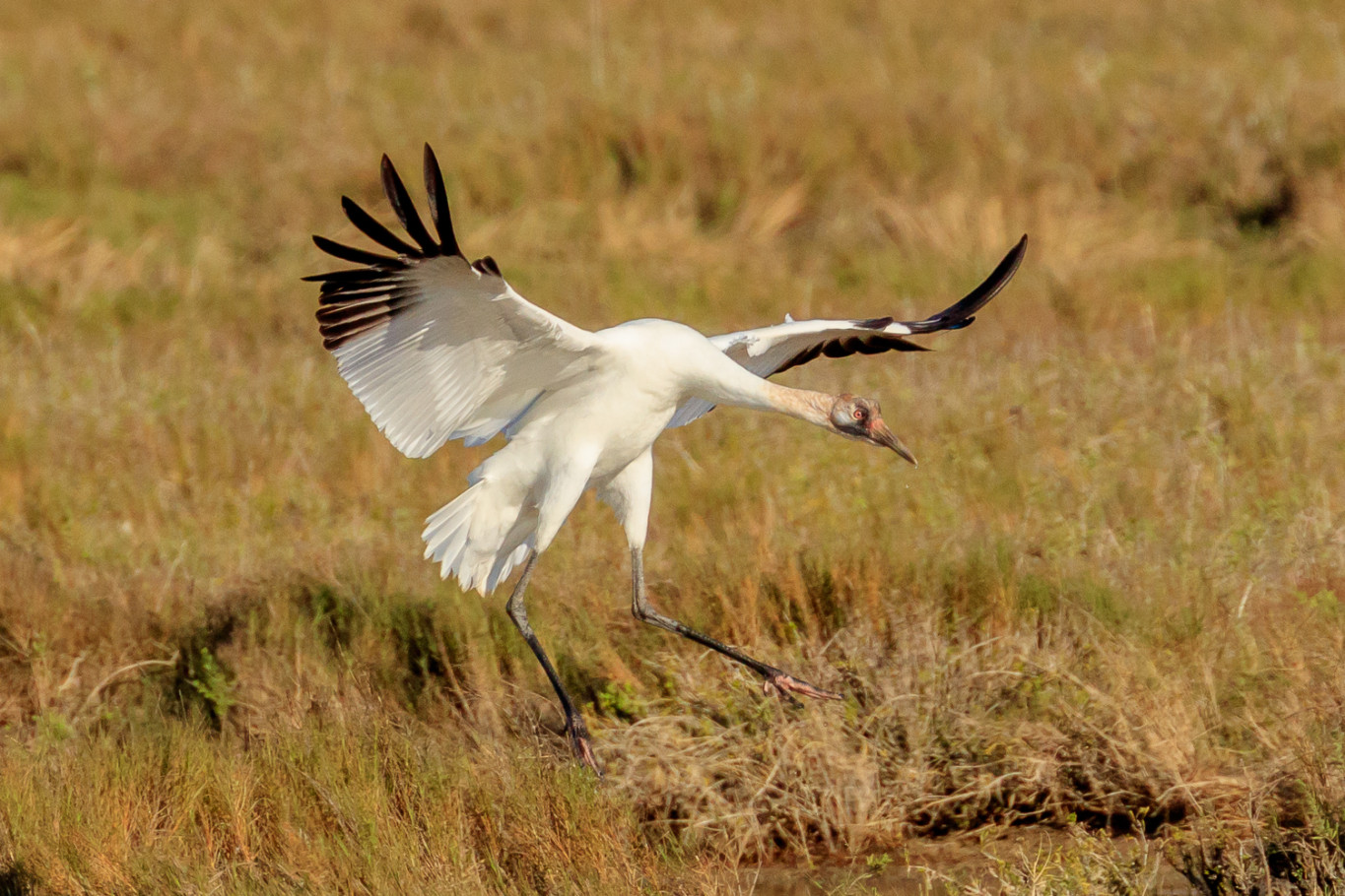Whooping Crane T. Kahler Photography