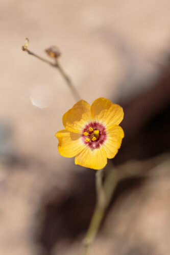 Big Bend National Park, Chihuahuan Flax, Flowers, Linum vernale