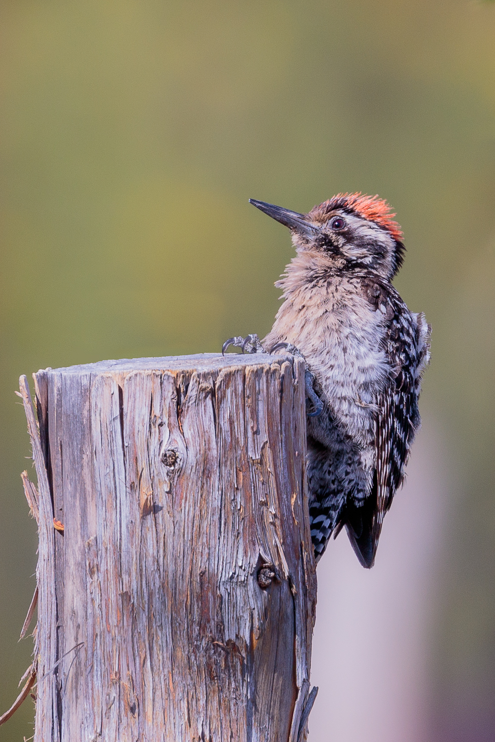 Ladder-backed Woodpecker - BBNP