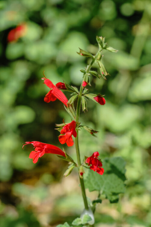 Cedar Sage, LBJ Wildflower Center, Salvia roemeriana, Salvia roemeriana Scheele