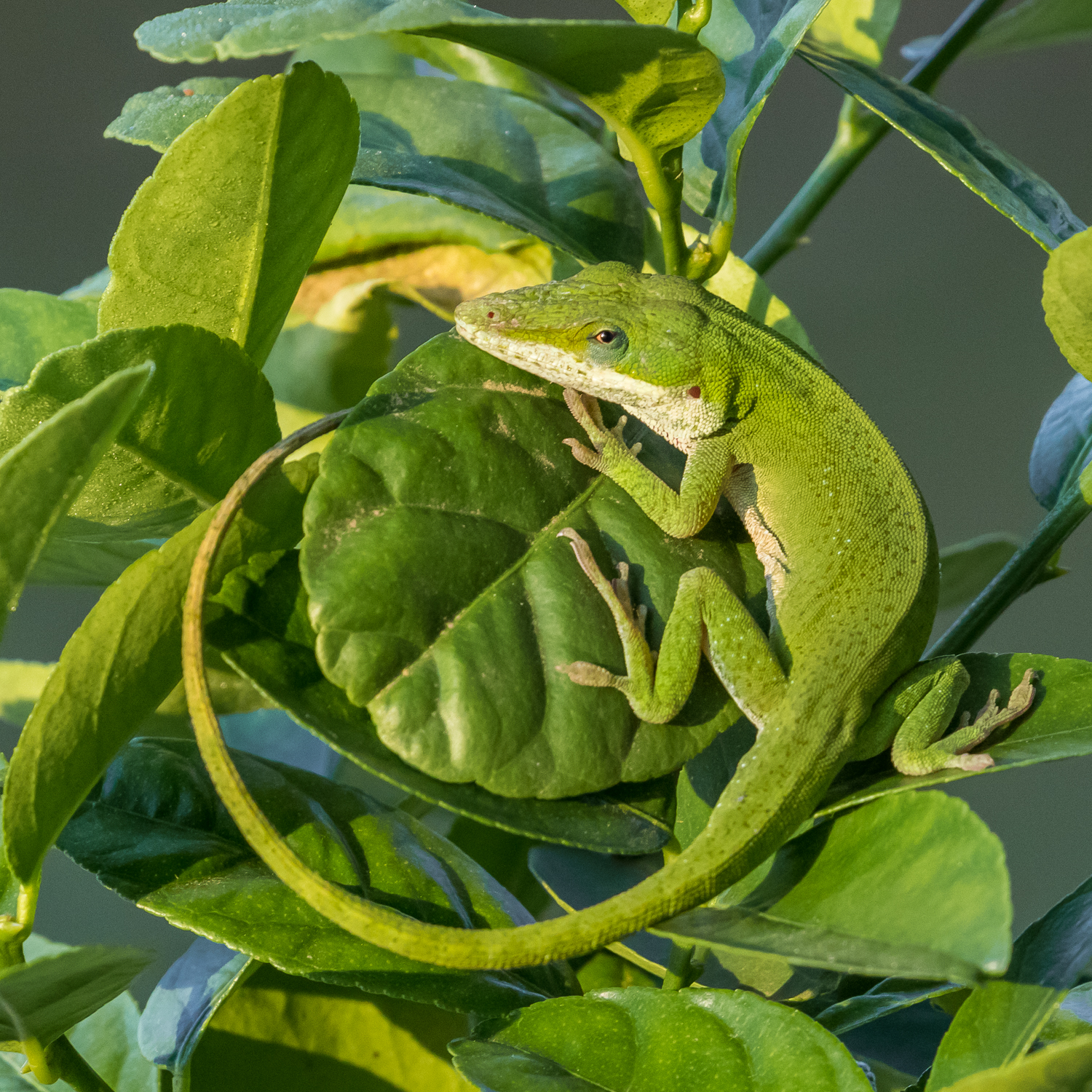 Red-throated Anole