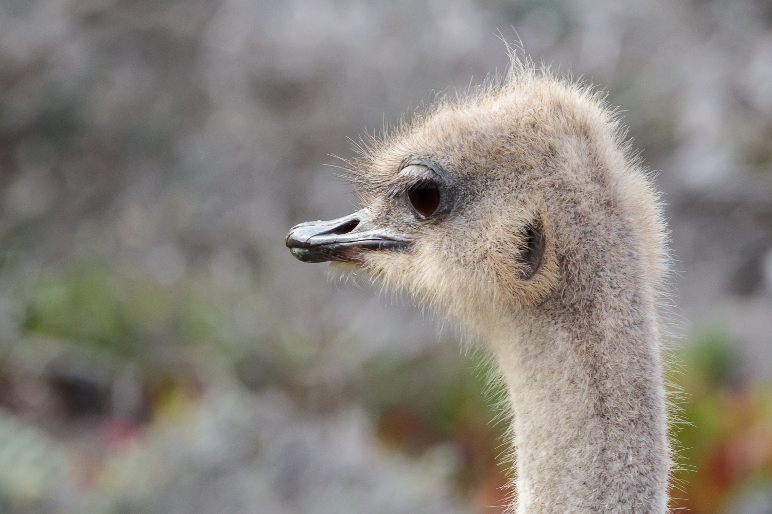 Ostrich - Cape of Good Hope