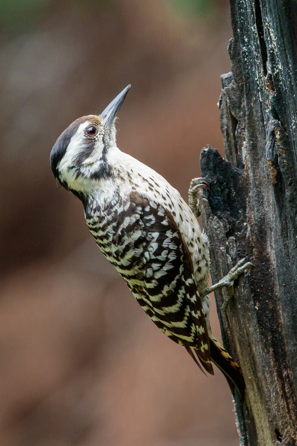 Ladder-backed Woodpecker - Female
