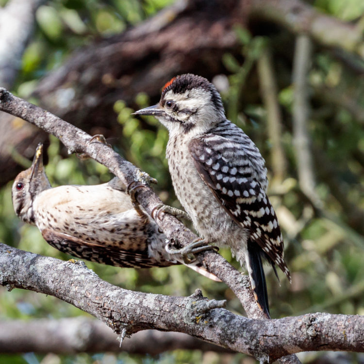 Ladderbacked Woodpecker T. Kahler Photography