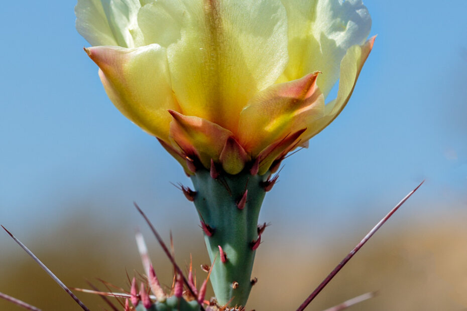 Big Bend State Park, Cactus Flowers, Contrabando Trail