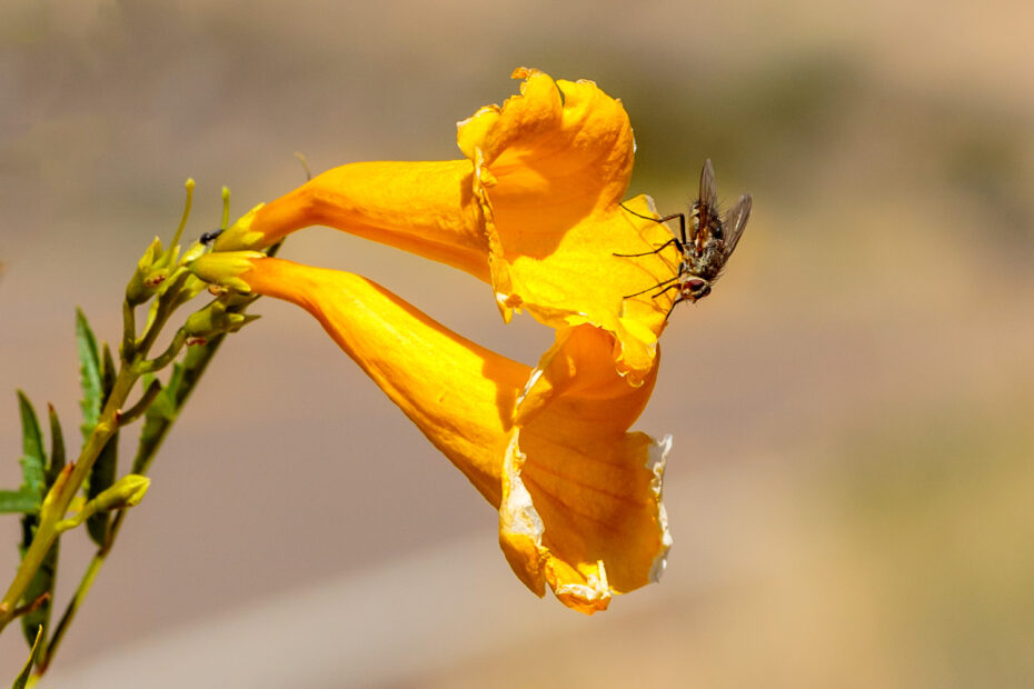 Big Bend National Park, Esperanza, Flowers, Tecoma stans, Trumpetbush, Trumpetflower, Yellow Bells, Yellow elder, Yellow trumpetbush, Yellow trumpetflower, Yellowbells