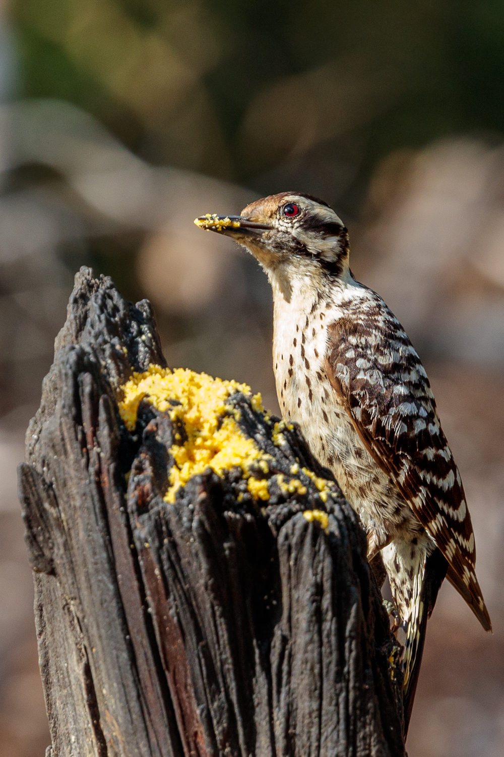Pondering Woodpecker