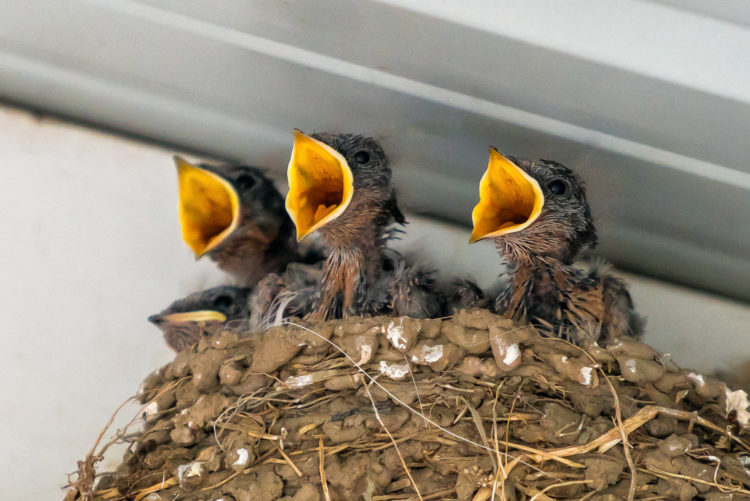 Barn Swallow Chicks