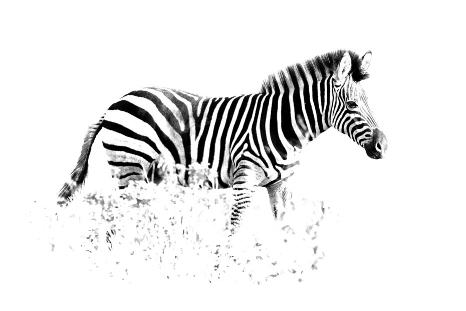 Hluhluwe–Imfolozi Game Reserve, South Africa