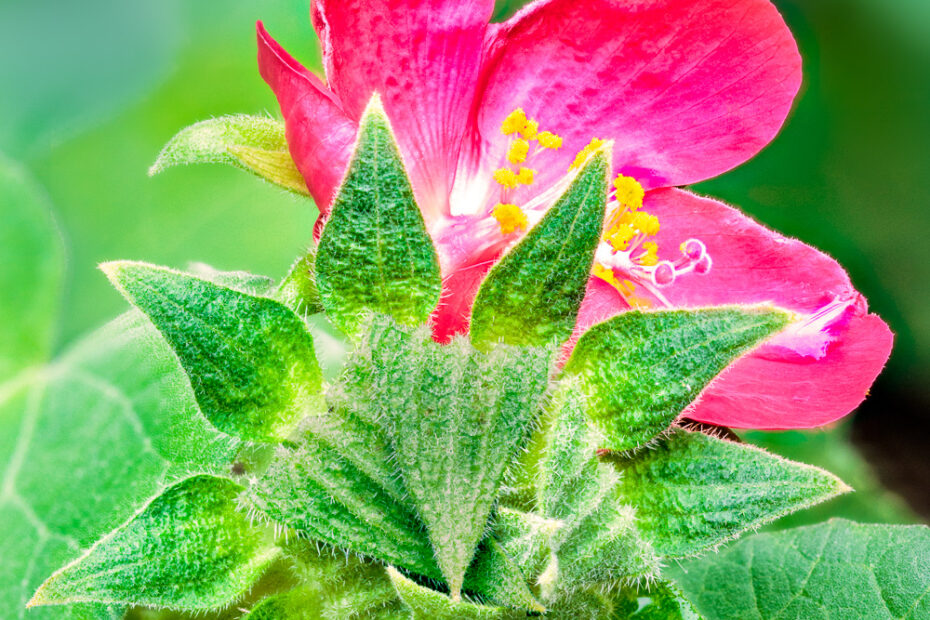 Heartleaf Hibiscus, Heartleaf rosemallow, Hibiscus cardiophyllus, LBJ Wildflower Center. Red Flower, Tulipan del Monte