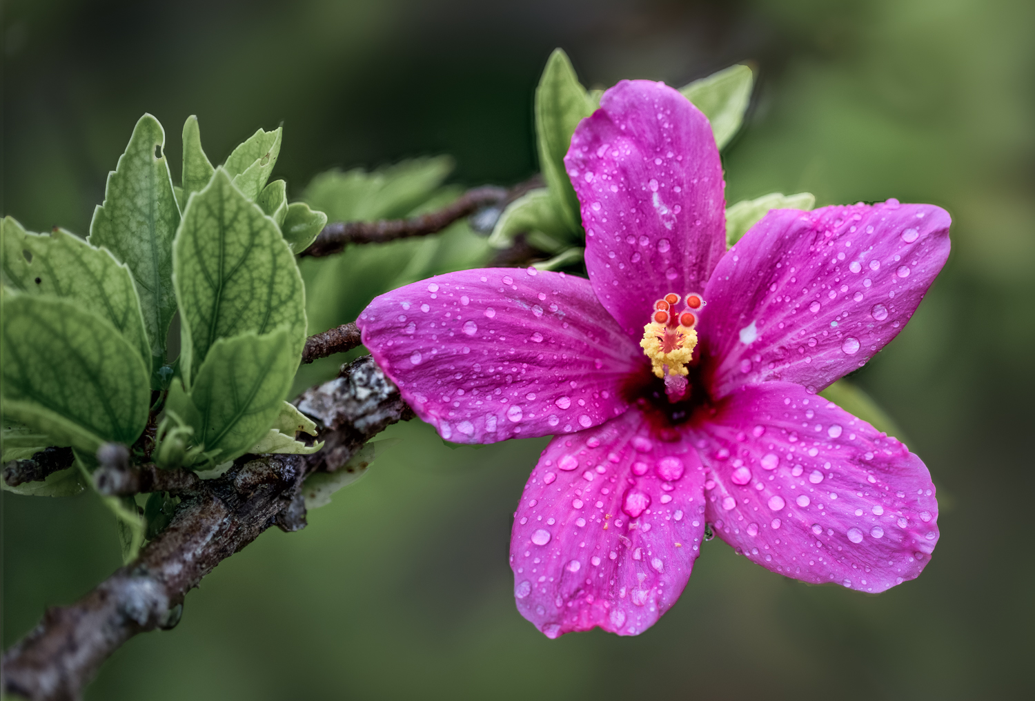 Hibiscus - Fairchild Botanical Garden