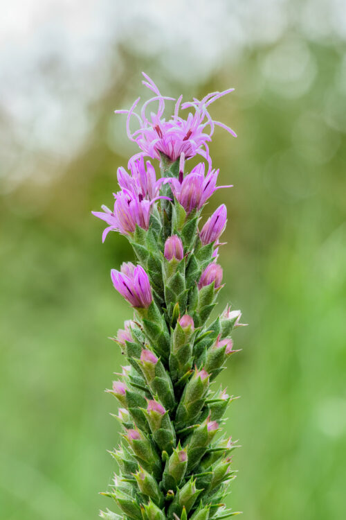 Lady Bird Johnson Wildflower Center, Texas Gayfeather