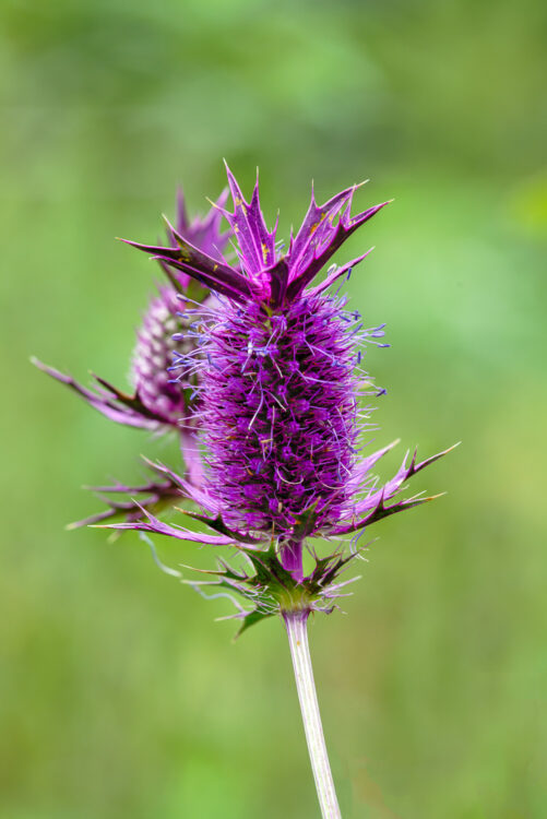 Eryngium leavenworthii, Eryngo, False purple thistle, Lady Bird Johnson Wildflower Center, Leavenworth's eryngo