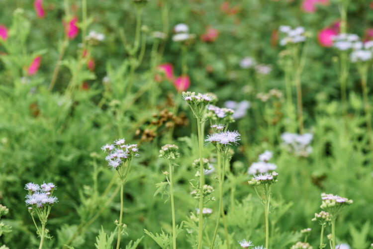 Conoclinium dissectum, Conoclinium greggii, Eupatorium greggii, Gregg's Mistflower, Lady Bird Johnson Wildflower Center, Palm-leaf mistflower, Palm-leaf thoroughwort, Palmleaf thoroughwort, Purple palmleaf eupatorium, Purple palmleaf mistflower