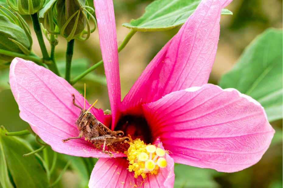 Hibiscus grandiflorus, Lady Bird Johnson Wildflower Center, Large-flowered hibiscus, Pink swamp hibiscus, Swamp rose-mallow