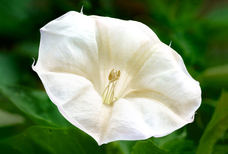 Angel Trumpet, Datura wrightii, Jimsonweed, Lady Bird Johnson Wildflower Center, Sacred Thorn Apple, Sacred datura, Thorn apple