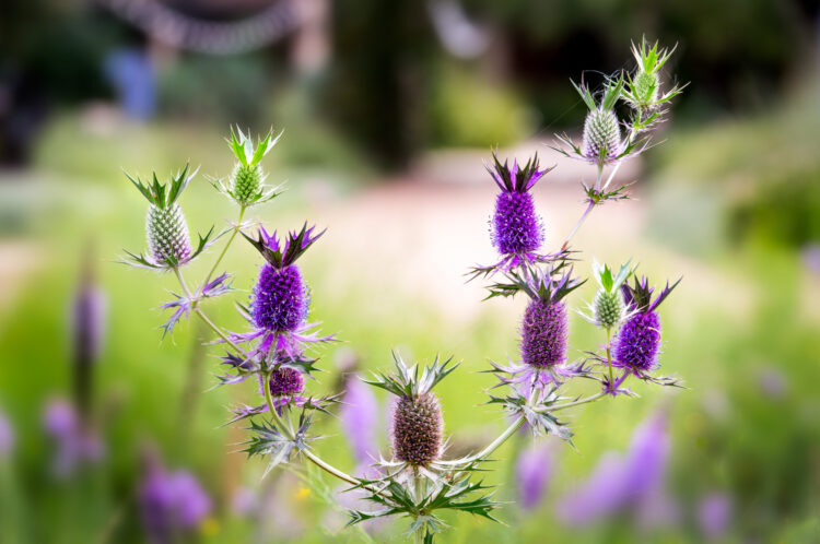 Eryngium leavenworthii, Eryngo, False purple thistle, Lady Bird Johnson Wildflower Center, Leavenworth's eryngo