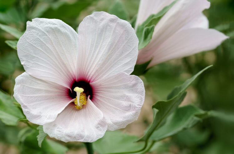 Hibiscus grandiflorus, Lady Bird Johnson Wildflower Center, Large-flowered hibiscus, Pink swamp hibiscus, Swamp rose-mallow