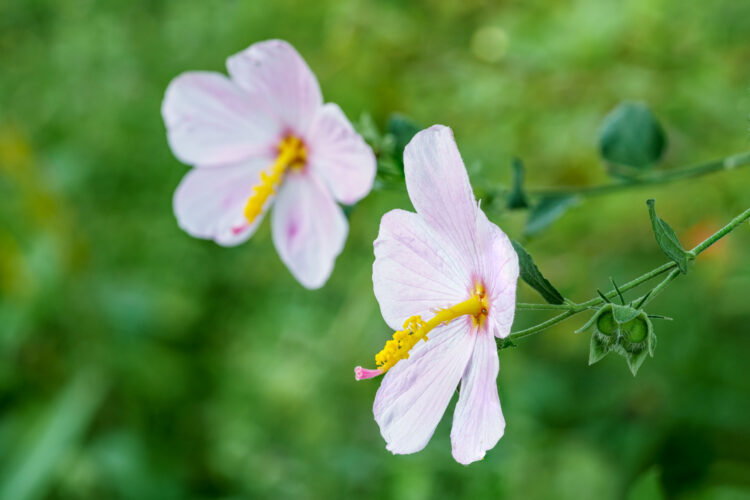 Lady Bird Johnson Wildflower Center