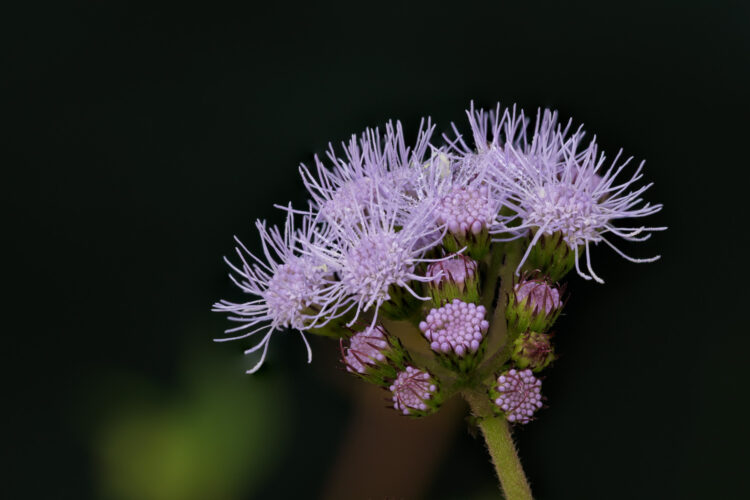 Conoclinium dissectum, Conoclinium greggii, Eupatorium greggii, Gregg's Mistflower, Lady Bird Johnson Wildflower Center, Palm-leaf mistflower, Palm-leaf thoroughwort, Palmleaf thoroughwort, Purple palmleaf eupatorium, Purple palmleaf mistflower