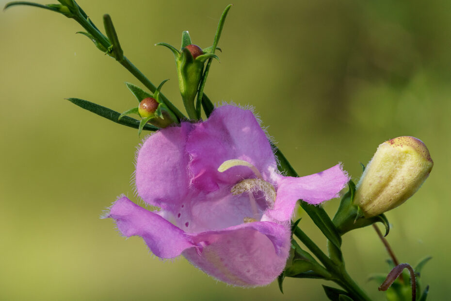 Agalinis heterophylla, Lady Bird Johnson Wildflower Center, Prairie False-Foxglove, Prairie agalinis