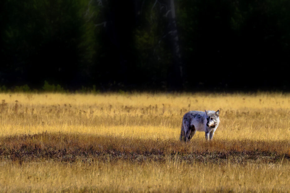 Grey Wolf, Wildlife, Yellowstone National Park