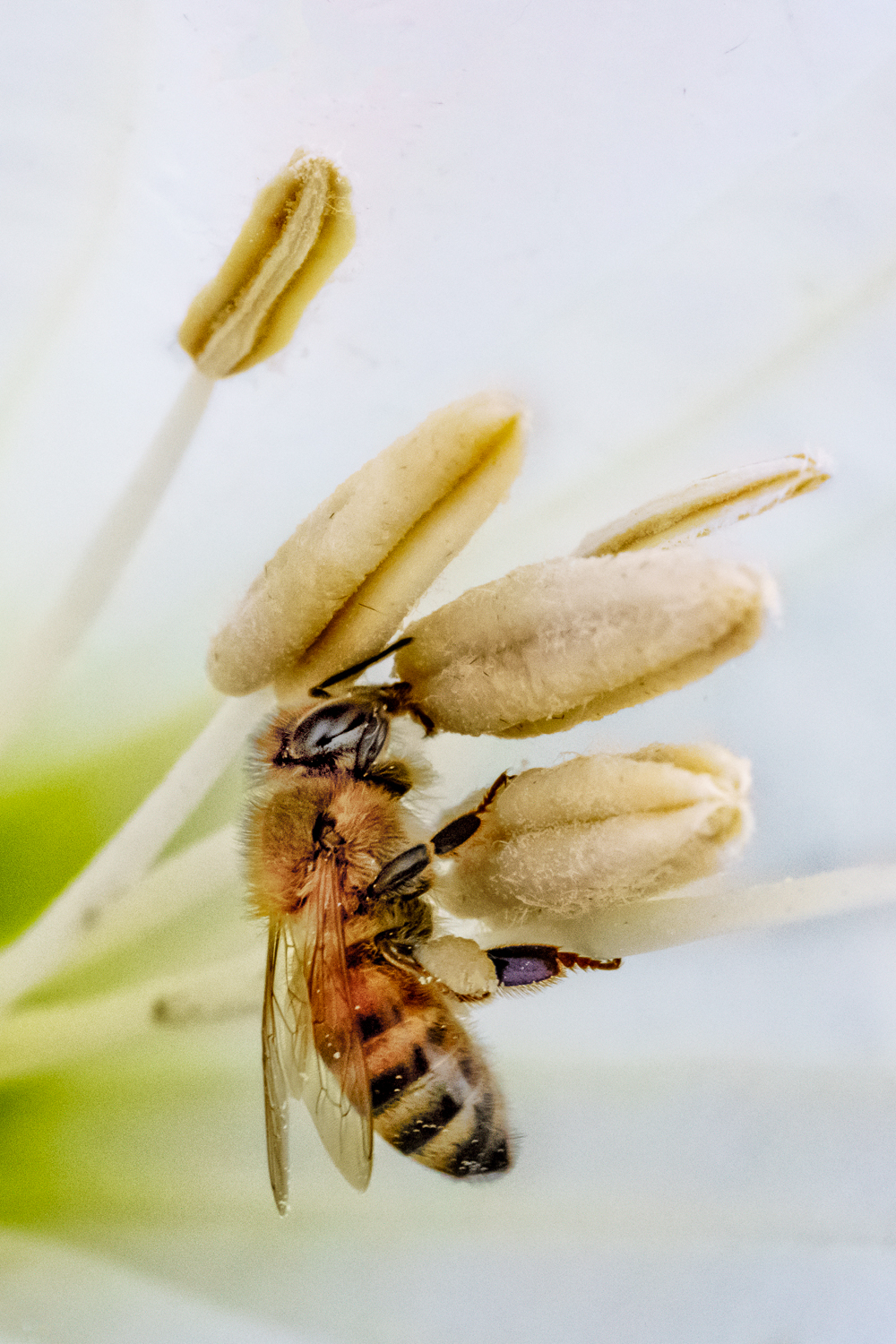Jimsonweed Pollinator
