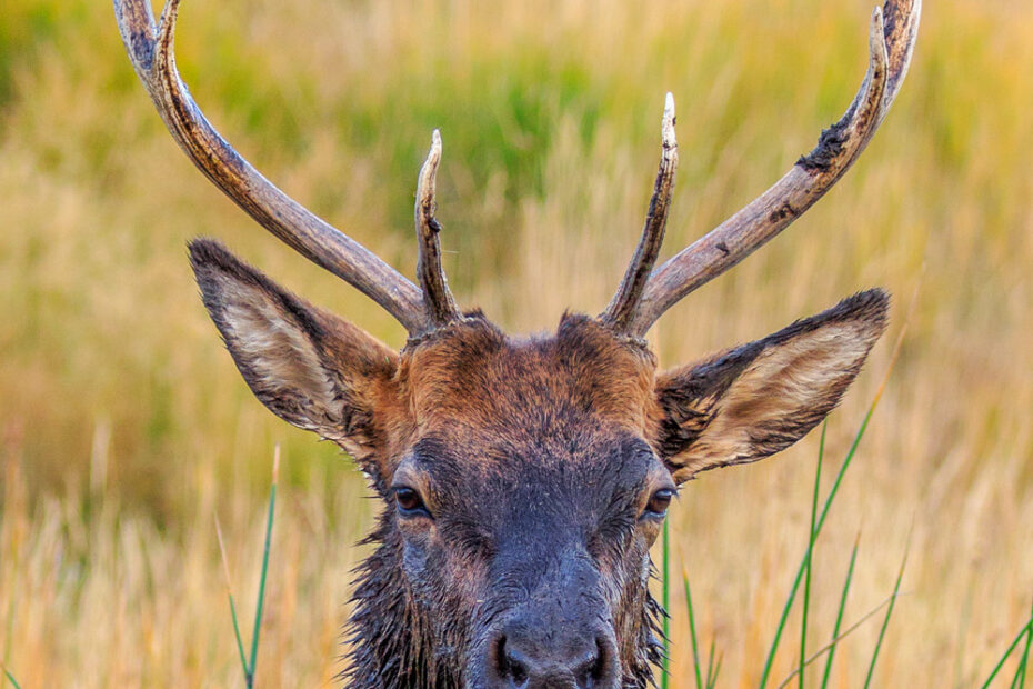 Bull Elk, Elk, Yellowstone National Park
