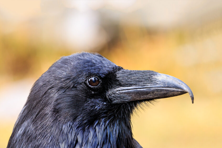 Common Raven, Corvus corax, Yellowstone National Park
