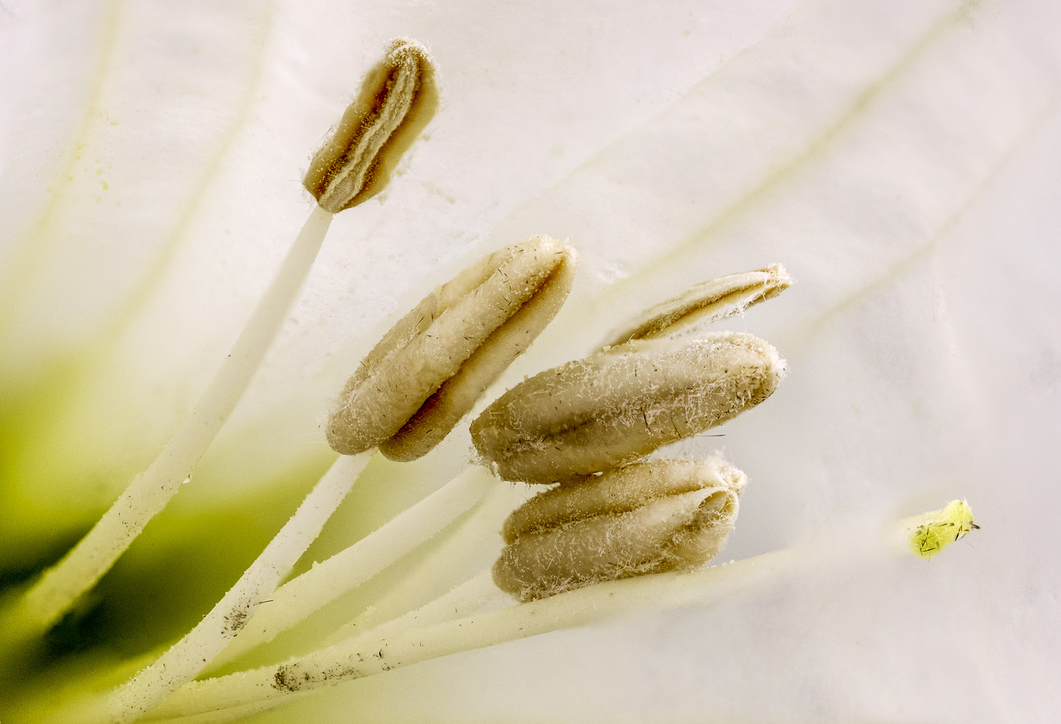 Jimsonweed Flower Detail