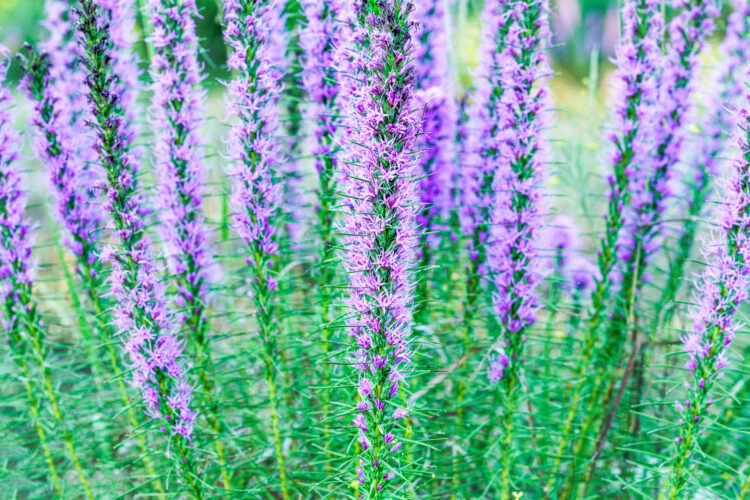 Lady Bird Johnson Wildflower Center