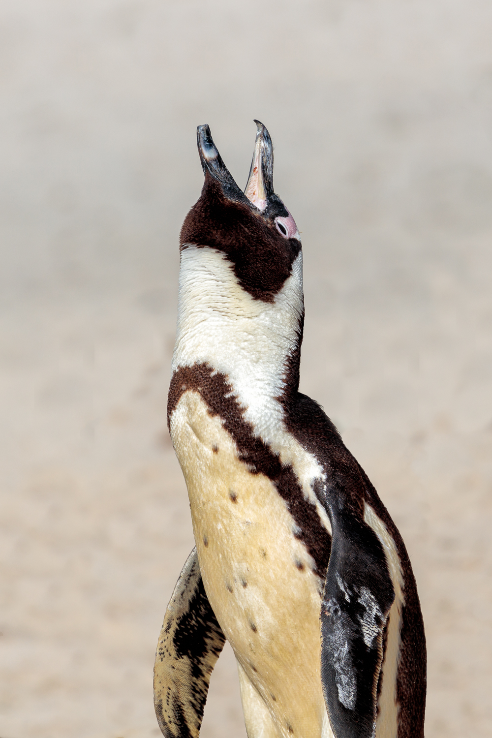 Penguin Braying