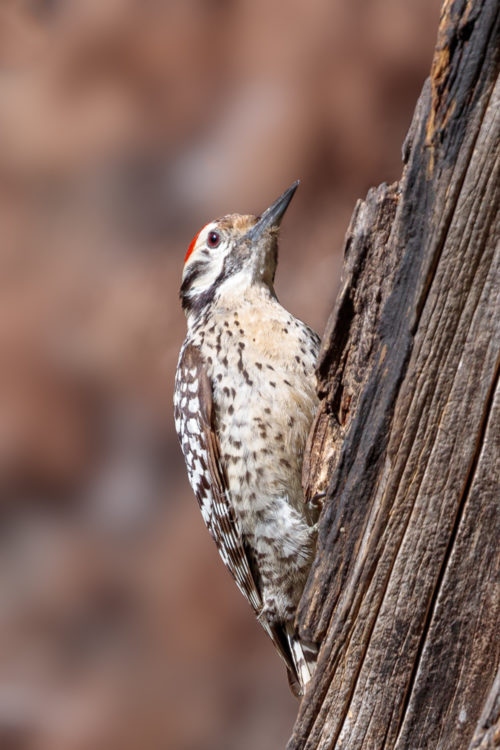 Ladder-Backed Woodpecker