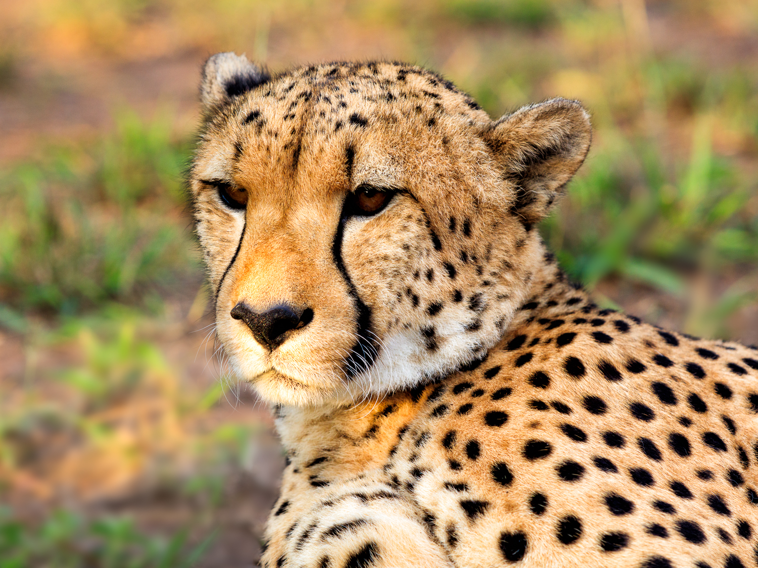 Nice Cheetah