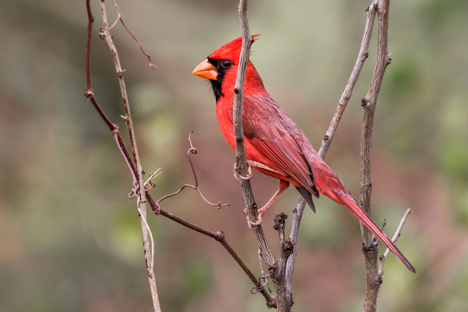 Aransas Cardinal