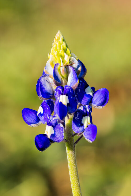 Blue Bonnet, Focus Stacking, Lady Bird Johnson Wildflower Center, Wildflowers