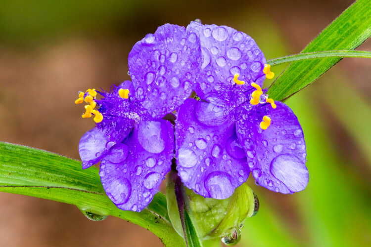 Giant Spiderwort, Giant spiderwort, Lady Bird Johnson Wildflower Center, Texas Wildflowers, Tradescantia gigantea Rose