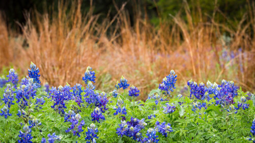 Lady Bird Johnson Wildflower Center, Texas Wildflowers