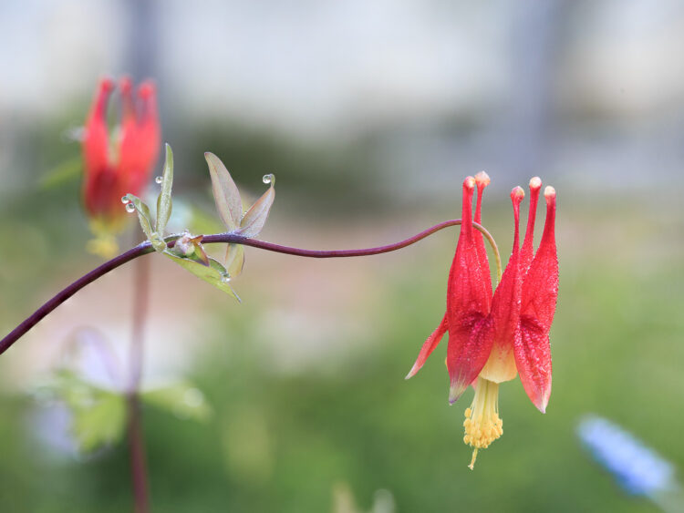 Lady Bird Johnson Wildflower Center, Texas Wildflowers