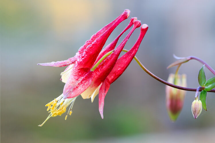 Lady Bird Johnson Wildflower Center, Texas Wildflowers