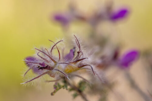 Dalea formosa, Feather Dalea, Feather dalea, Featherplume, Focus Stacking, Texas Wildflowers